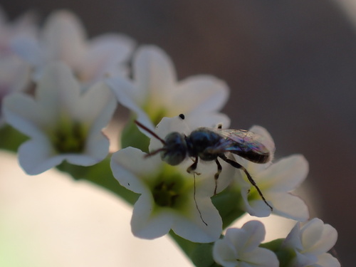 iNaturalist observation photo of Heliotrope Fairy Bee