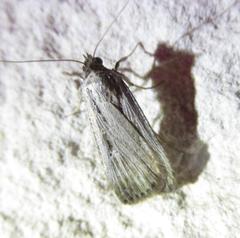 Tathorhynchus exsiccata