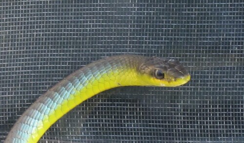 Common Tree Snake sighting