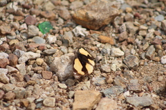 Junonia hierta hierta