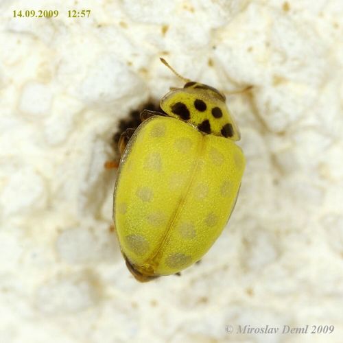22-spot Ladybird photo 4