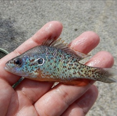 Lepomis humilis