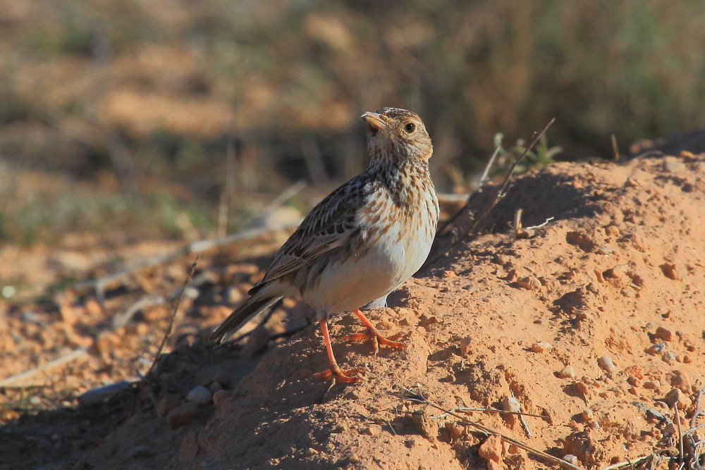 Foto de Dupont's Lark