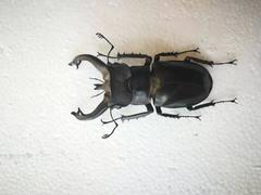 Lucanus fryi