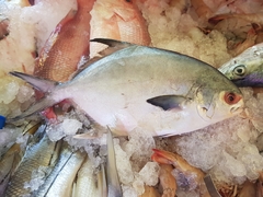 Trachinotus paitensis