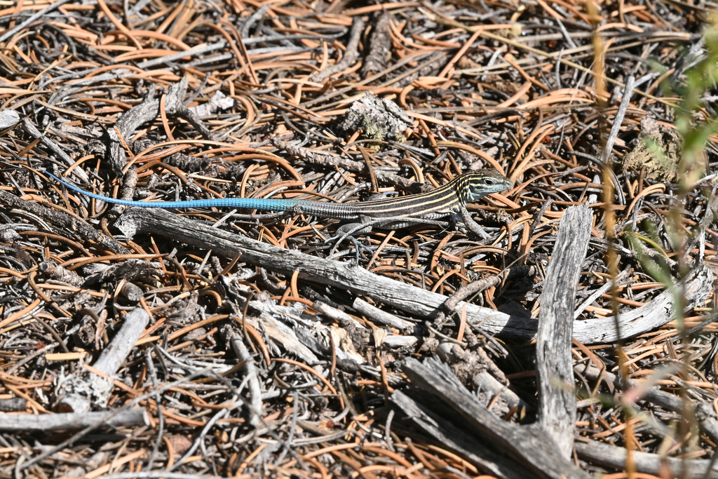 Little Striped Whiptail