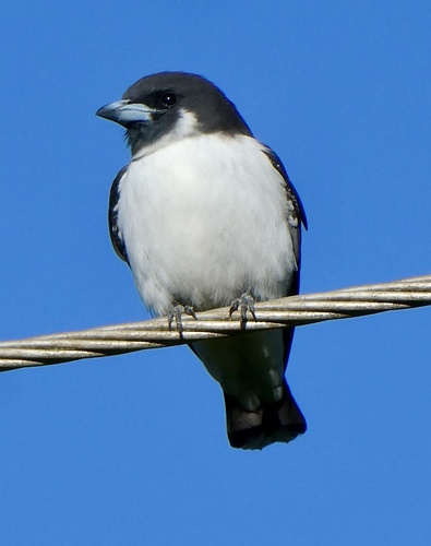 Fiji Woodswallow