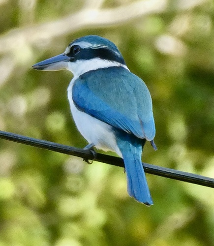 Pacific Kingfisher