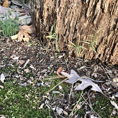 Dulichium arundinaceum