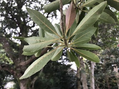 Elaeocarpus zollingeri