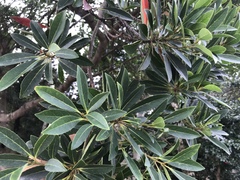 Elaeocarpus zollingeri