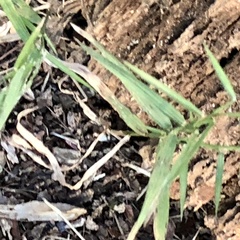 Dulichium arundinaceum