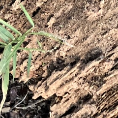 Dulichium arundinaceum