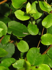 Erechthias chionodira