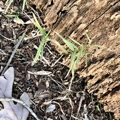 Dulichium arundinaceum