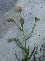 Senecio clivicola
