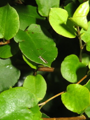 Erechthias chionodira