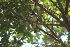 Pycnonotus sinensis hainanus