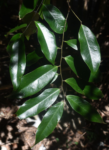 Xanthophyllum octandrum observed 2025-07-15