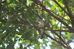 Pycnonotus sinensis hainanus