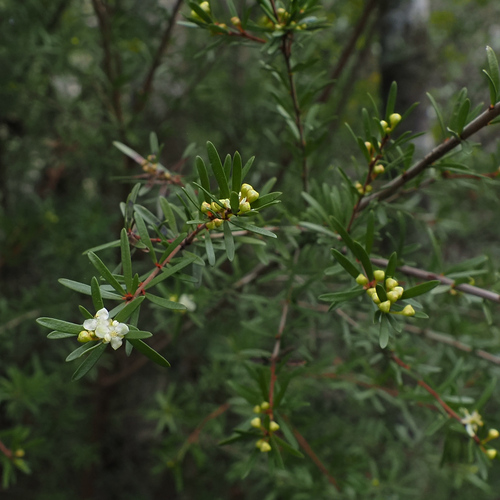 Micrantheum hexandrum (Micrantheum hexandrum)