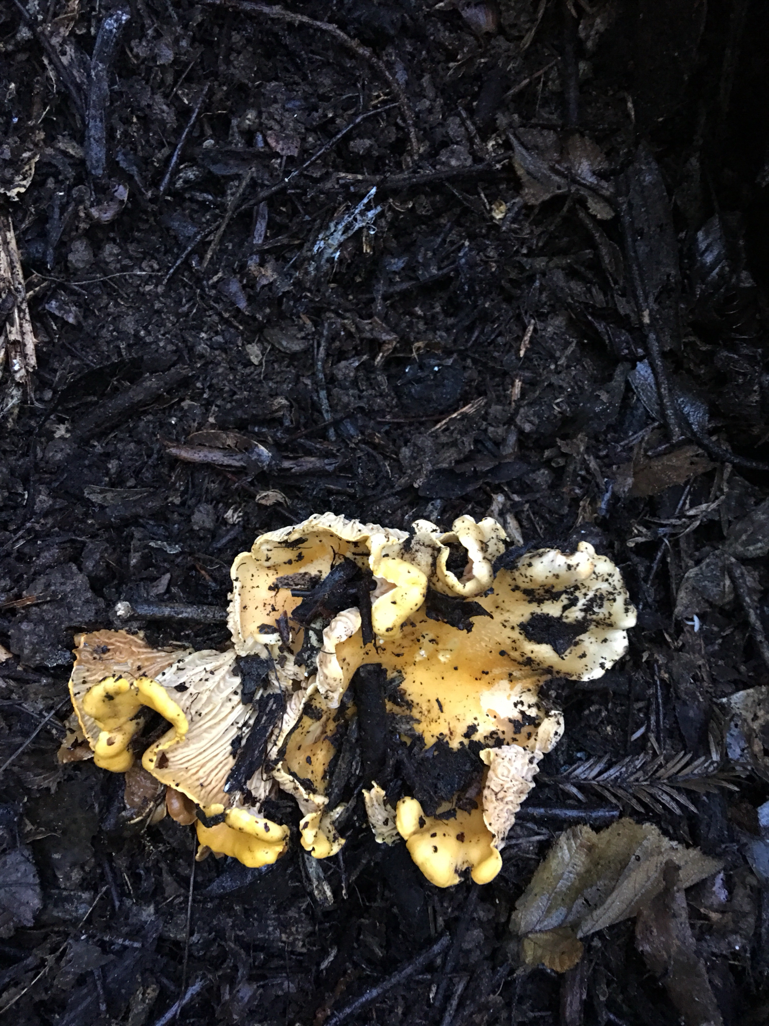 Cantharellus californicus image