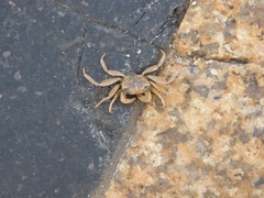 Brachyura
