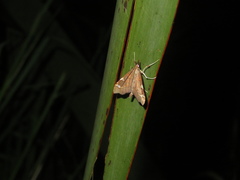 Deana hybreasalis