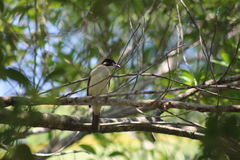 Pycnonotus sinensis hainanus