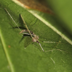 Dicranota maculata