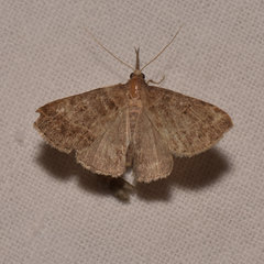 Phalaenostola metonalis