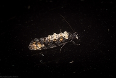 Thomintarra primaeva