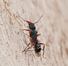 Rhytidoponera aspera