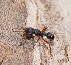 Rhytidoponera aspera