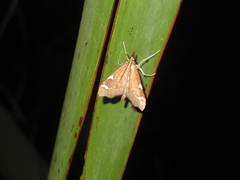 Deana hybreasalis