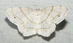 Trigrammia quadrinotaria