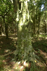 Alectryon excelsus excelsus