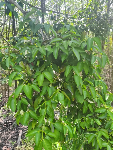 Garcinia celebica observed 2025-09-20