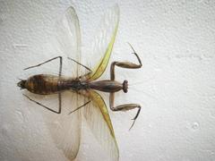 Rhombodera zhangi