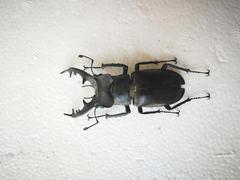 Lucanus maculifemoratus