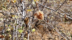 Fremontodendron californicum