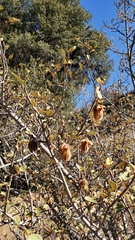 Fremontodendron californicum