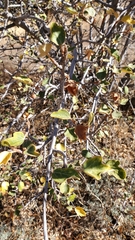 Fremontodendron californicum