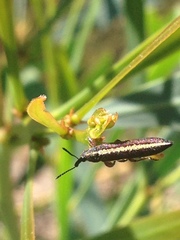 Belidae