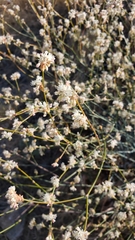 Salsola tragus
