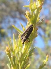 Belidae