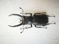 Lucanus planeti