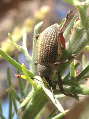 Catasarcus bilineatus