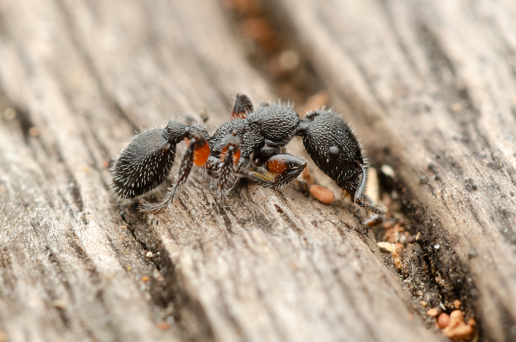 Podomyrma inermis