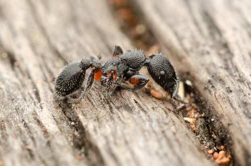 Podomyrma inermisPodomyrma inermis
